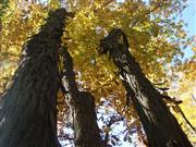 Carya ovata (Shagbark Hickory) (4).JPG